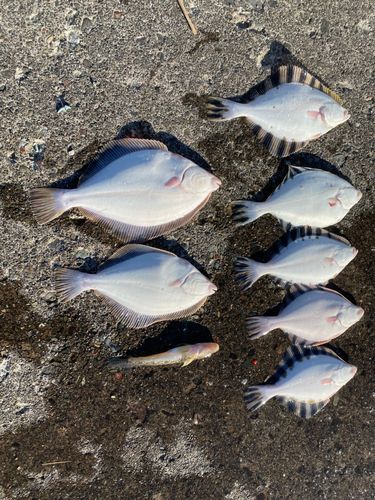 カレイの釣果