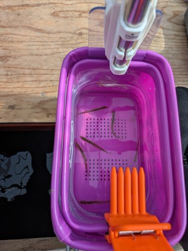 ワカサギの釣果