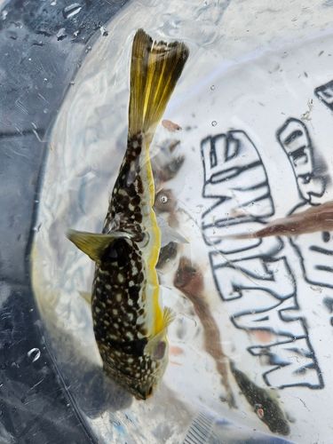 チャリコの釣果