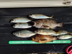 マアジの釣果