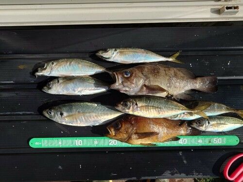 マアジの釣果