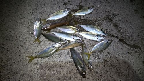 本牧海づり施設