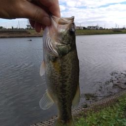 ラージマウスバス