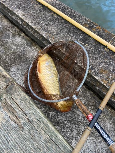 コイの釣果