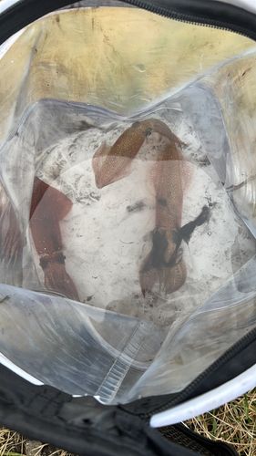 マメイカの釣果