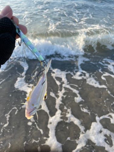 ヒイラギの釣果