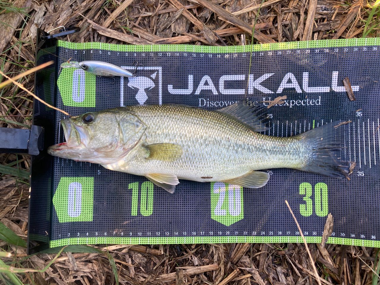 ラージマウスバス