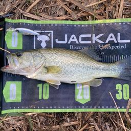 ラージマウスバス