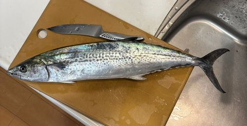 サゴシの釣果