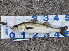 シーバスの釣果