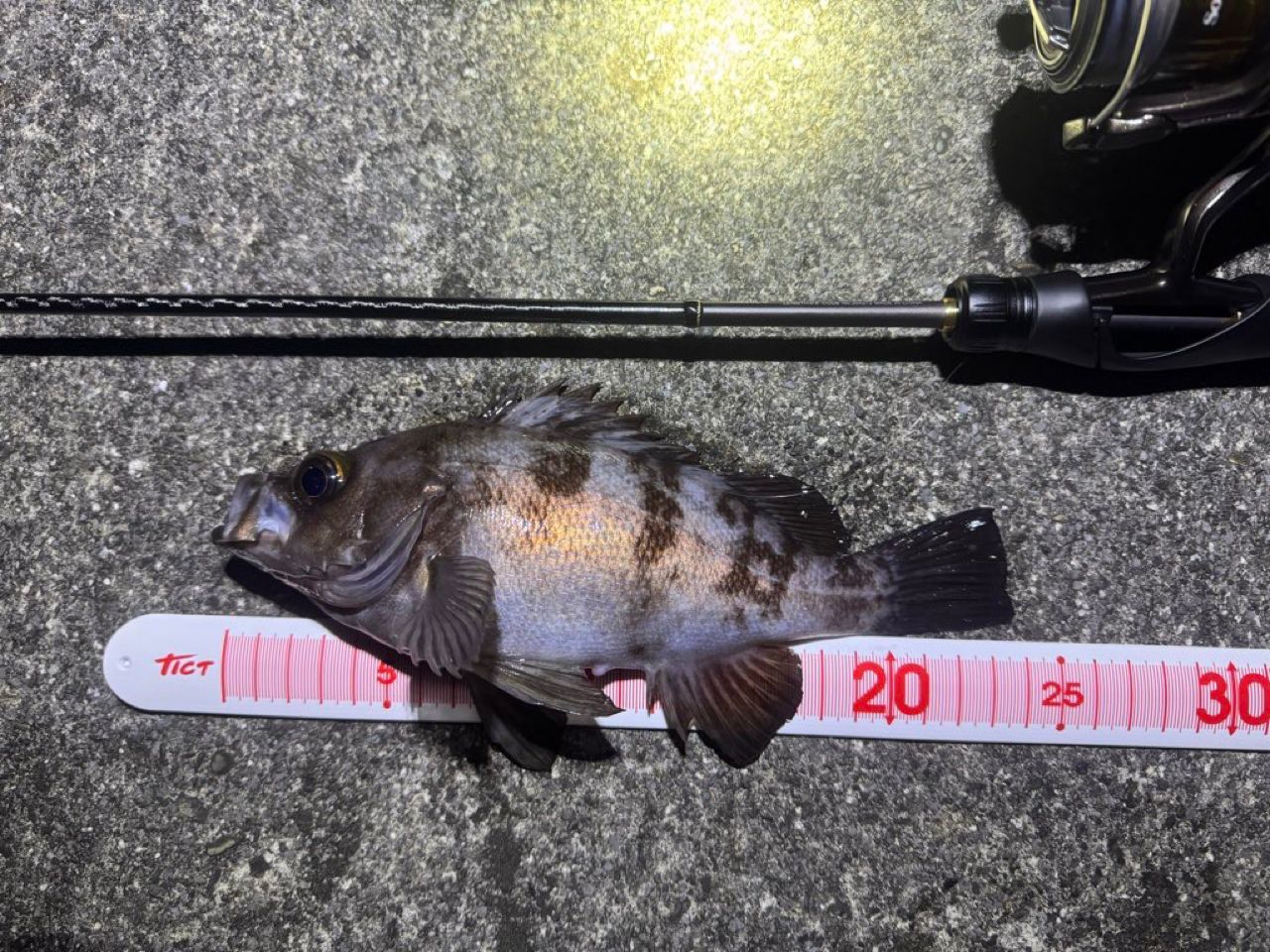 SHIMANO 22ソアレ SS アジング S68SUL-Sの最安値・インプレ・釣果