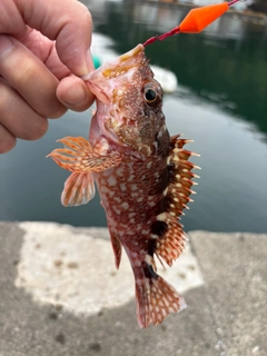 カサゴの釣果