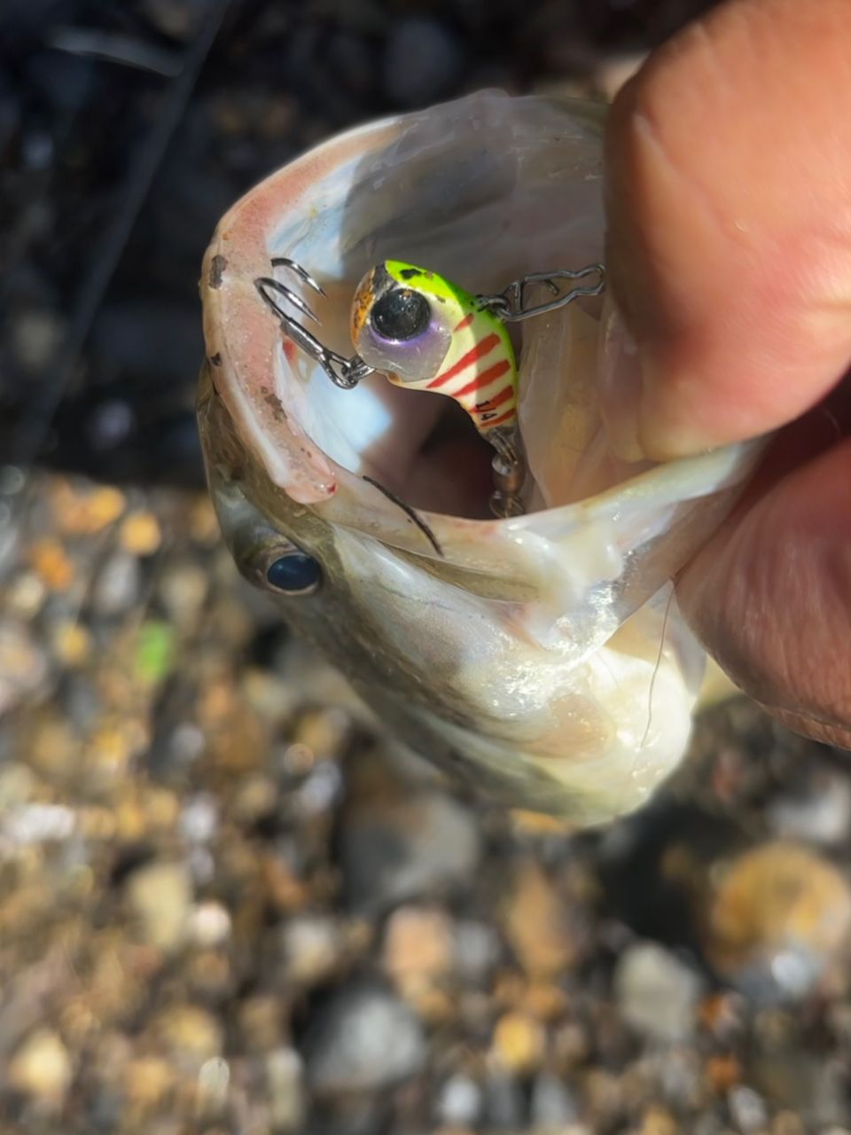 AbuGarcia ホーネットスティンガー プラス スタンダードモデル HSPS