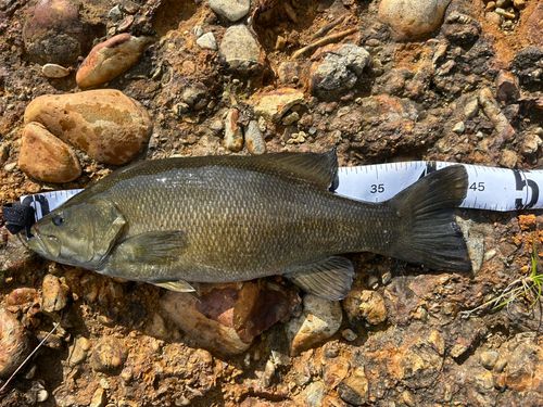 スモールマウスバスの釣果