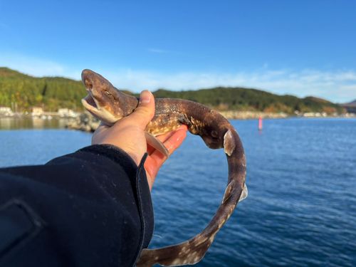 サメの釣果