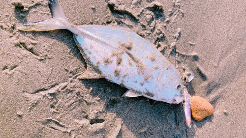 ギンガメアジの釣果