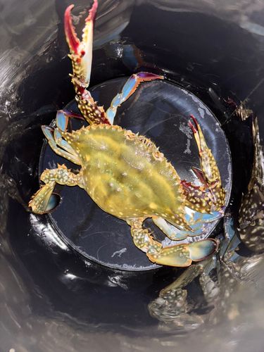 ワタリガニの釣果