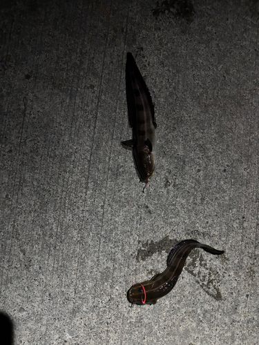 ゴンズイの釣果