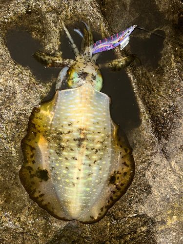 アオリイカの釣果