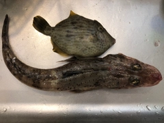 カワハギの釣果