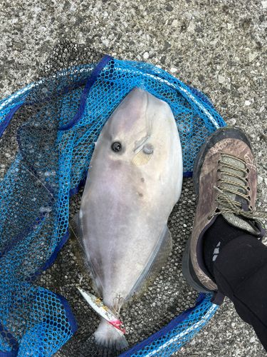 ウスバハギの釣果