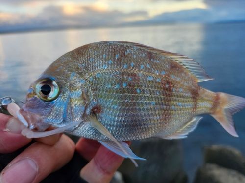 チャリコの釣果