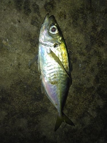 東京湾（アクアライン〜富津）