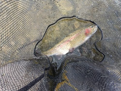 ニジマスの釣果