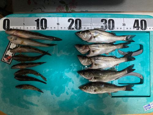 マハゼの釣果