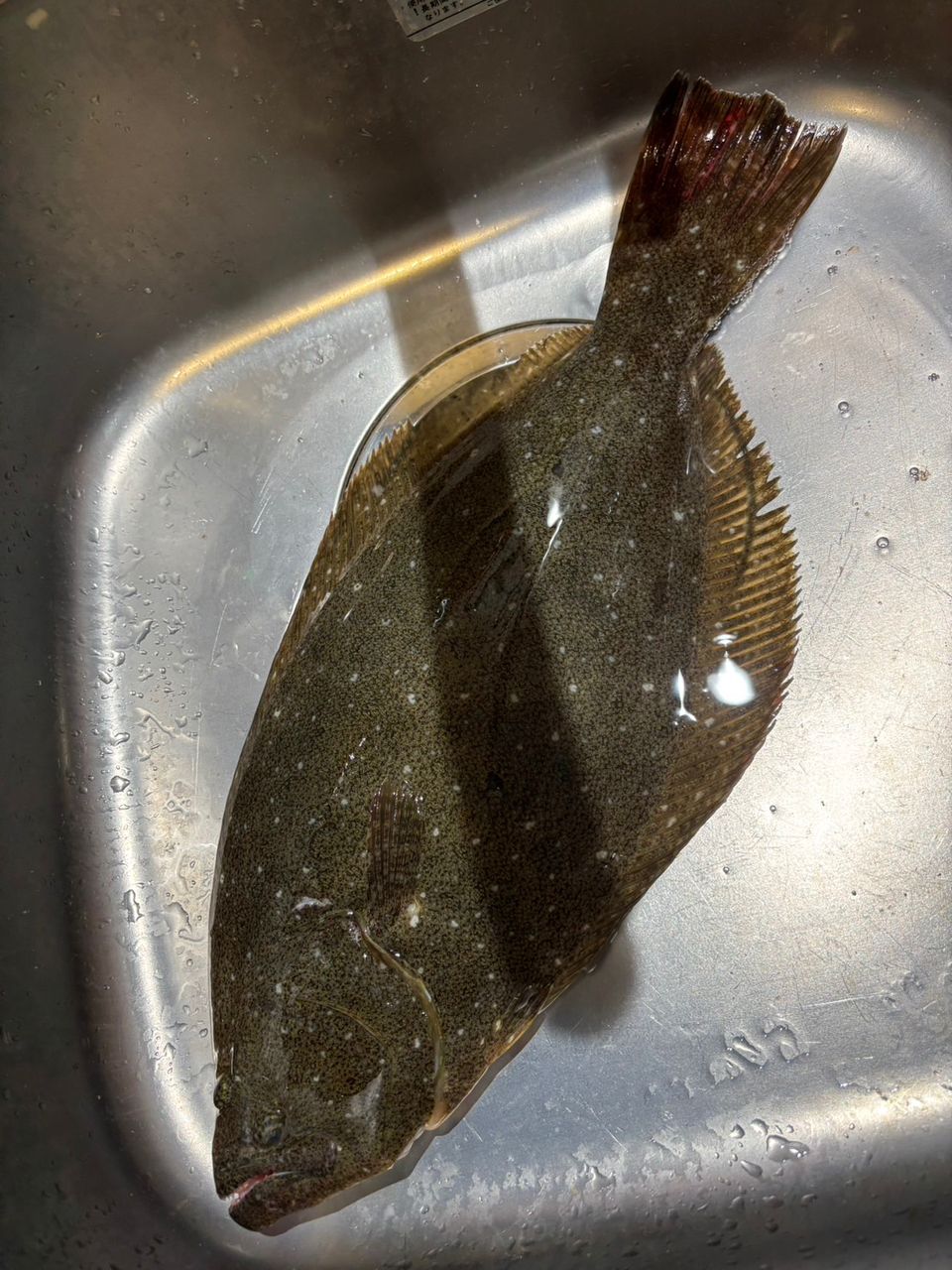 瑚珀さんの釣果 1枚目の画像