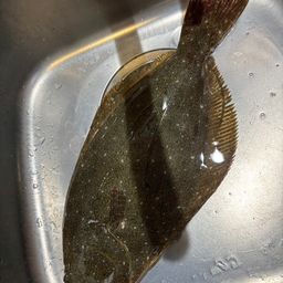 ヒラメ