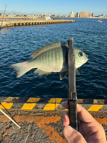 タカノハダイの釣果