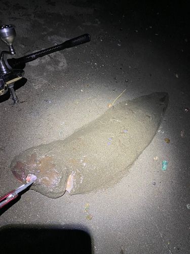 シタビラメの釣果