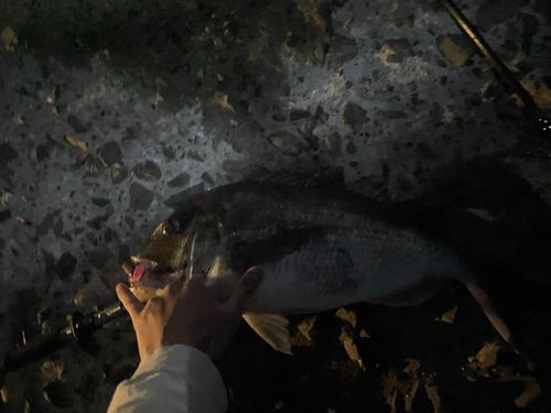 須磨海づり公園