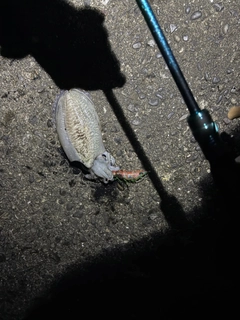 コウイカの釣果