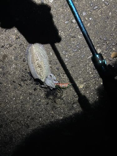 コウイカの釣果
