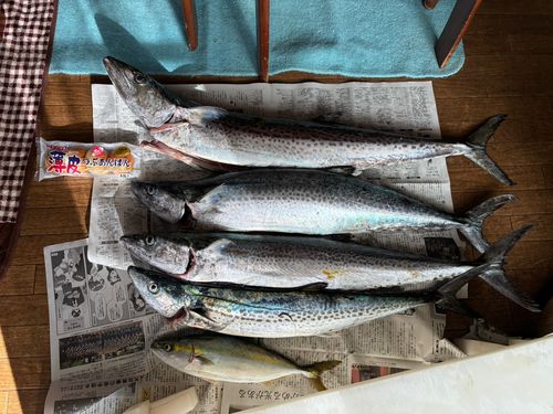 サワラの釣果