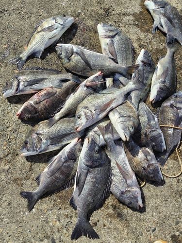 チヌの釣果