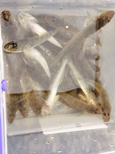 新左近川親水公園