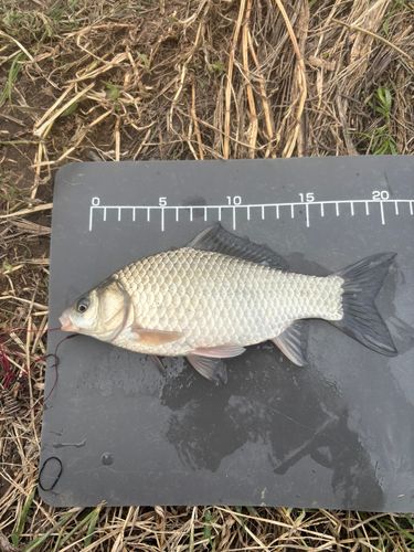 ヘラブナの釣果