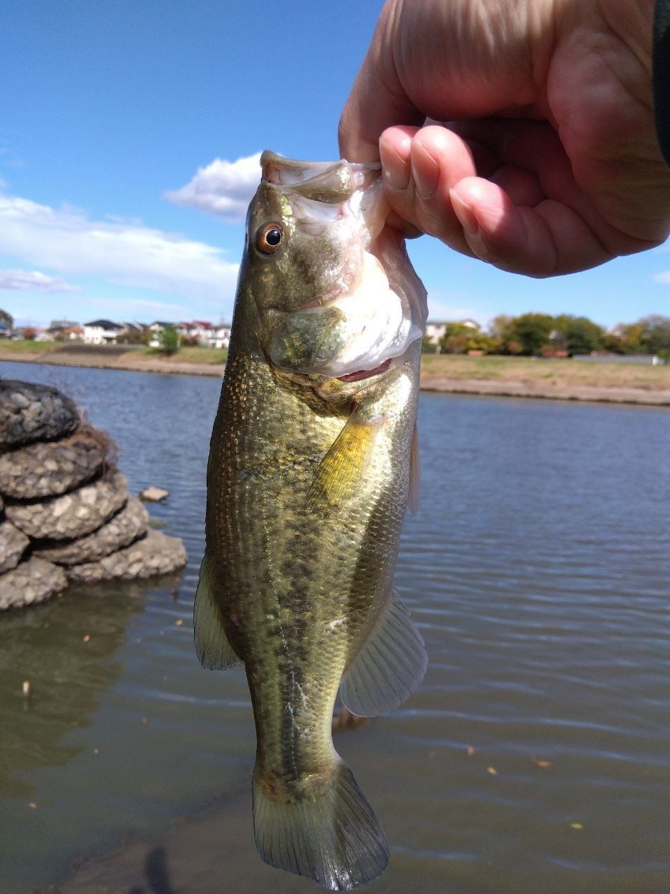 ラージマウスバス