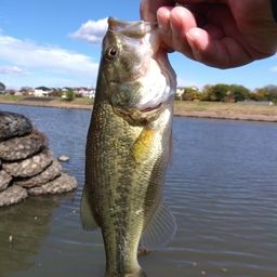 ラージマウスバス