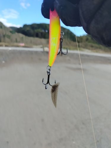 シタビラメの釣果