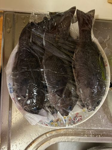 メジナの釣果