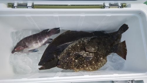 ヒラメの釣果