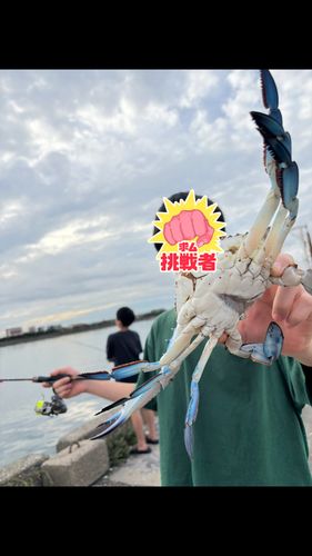 タイワンガザミの釣果