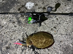 モンゴウイカの釣果