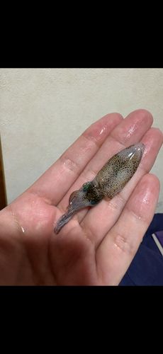 イカの釣果