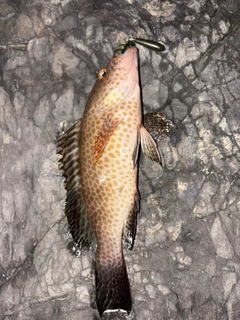 オオモンハタの釣果