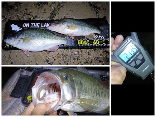 ブラックバスの釣果